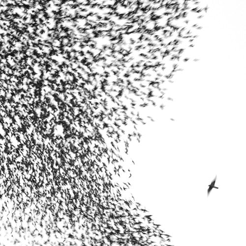 Picture of the Music Record - Sky Blue Sky by Wilco