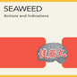 Picture of the Music Record - Actions and Indications by Seaweed