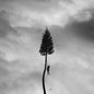 Picture of the Music Record - A Black Mile To The Surface by Manchester Orchestra