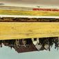 Picture of the Music Record - Not Somewhere by Siskiyou