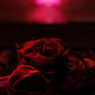 Picture of the Music Record - Roses by The Paper Kites