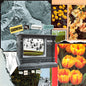 Picture of the Music Record - Growing In Strange Places - Orange Crush by I'm Sorry Thank You