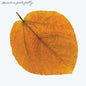 Image of the Music Record - Seasons - Amber by Pete Jolly