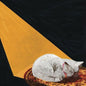 Image of the Music Record - Permanent Pleasure by Joywave
